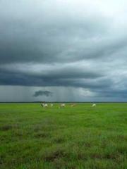 One Night Marriage P