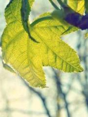 The Undefeated Son-i